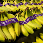 Organic sales were up 5.2% in 2024