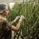 Why OrganiGram (OGI) Is Among the Best Pot Stocks to Invest in According to Analysts?