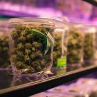 Why Tilray Brands (TLRY) Is One of the Best Pot Stocks to Invest in According to Analysts?