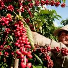 Willis, Global Parametrics offer parametric cover for Vietnam coffee farmers