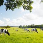 Agtech Seedlings: CH4 Global to expand methane-reducing cattle feed with Mitsubishi