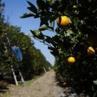 Tropicana Supplier to End Citrus Output on Disease, Storms