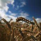 Corteva unveils ‘breakthrough’ in drought-resistant wheat