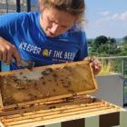 Choice Hotels International Installs Beehives at its North Bethesda Headquarters to Promote Sustainability and Local Biodiversity in Collaboration with Bee Downtown