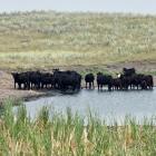 Return of US drought delays cattle-herd rebuilding, hurting Tyson Foods