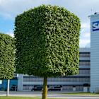 EY, DXC join SAP’s ongoing ERP migration push
