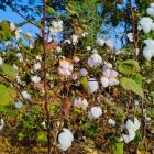 Applied DNA, Indus Group to scale cotton traceability