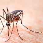 FDA puts clinical hold on BioNTech’s malaria vaccine trial