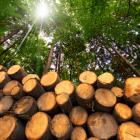 4 Wood Stocks Worth Watching in a Resilient Industry