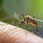 Valneva eyes teenage label for chikungunya vaccine in Europe and Canada