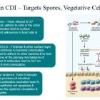 Immuron requests pre-IND meeting for IMM-529 with FDA filing