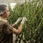 11 Best Cannabis Stocks To Buy Now