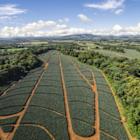 Pineapple Takes the Crown: Fresh Del Monte Invites the World to Celebrate a Fruit (and a Legacy) It Helped Make Iconic