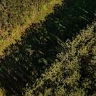 America’s Top Logger Bets It Can Make Money Off Small, Crooked Trees