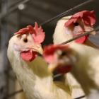 Top US Egg Maker Idles Texas Plant After Bird Flu Outbreak