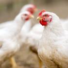 2 Sisters Food Group sells joint venture to Boparan Private Office