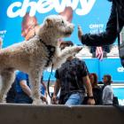 Chewy Stock Rises Sharply on Double Upgrade from BofA