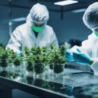 Is Tilray Brands, Inc. (TLRY) the Best Marijuana Stock to Buy According to Hedge Funds?