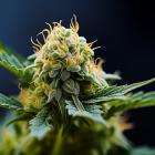 Is Canopy Growth Corporation (CGC) Among the Best Tobacco and Cigarette Stocks to Buy Now?