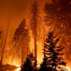 PG&E, other electric utilities call for Senate to pass forest management bill