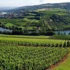 Spring rain expected to hit Germany wine harvest