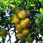 Turn Sour Oranges into Real Estate Lemonade with Alico – Exec Edge Research Initiation Report