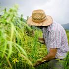 Tilray Brands Stock Is Trading at Its All-Time Low. Is It Worth Buying?