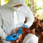 Zoetis Avian Influenza Vaccine Secures Conditional Approval In US For Use In Chickens