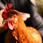 1 in 5 Tractor Supply customers now raise chickens, thanks to egg inflation