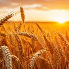 Why Archer-Daniels-Midland Company (ADM) is Among the Best Agriculture Stocks to Buy Right Now