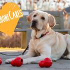 Nylabone Donates Chew Toys to Eight Animal Organizations Through New Holiday Enrichment Program