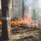 National Forest Week: How International Paper Helps Restore Longleaf Ecosystems
