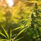 Is Cronos Group Inc. (CRON) the Best Marijuana Stock to Buy According to Hedge Funds?