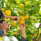 Mission Produce vs. Limoneira: Which Stock Is a Better Fresh Food Bet?