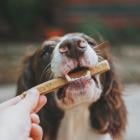 Is Chewy Inc. (CHWY) The Best Pet Stock To Invest In According To Analysts?