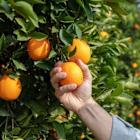 Limoneira to rejoin US citrus company Sunkist Growers