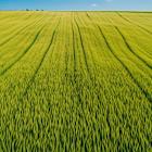 Is CF Industries Holdings (CF) the Worst Small Cap Agriculture Stock to Buy?