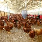 Pilgrim’s Pride in $100 million settlement over chicken farmers' pay