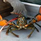 US lobster catch drops as crustaceans migrate to colder Canadian waters