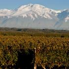 Argentina winemakers talk inflation, exports and future of Malbec