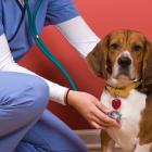 Veeva (VEEV) & Boehringer Partner to Boost Animal Healthcare