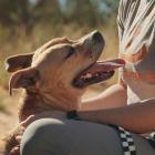 Chewy Claus is Back to Help Thousands of Pets Find Loving Homes; Spread Holiday Magic