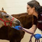 Synchrony's CareCredit Offered at 100% of Public Veterinary University Hospitals Nationwide, Expanding Access to Pet Care
