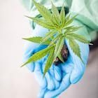 Aurora Cannabis Smokes the Competition with Record Net Revenue – Quarterly Update Report