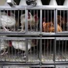 A bird flu vaccine for chickens is on its way