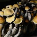 A Promising Depression Drug Works. Psychedelics Are Back.