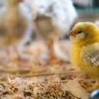 GSK, Sanofi, And CSL Secure US Government Fund To Boost Bird Flu Vaccine Production: Report