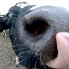 New Zealand scraps plan to tax livestock burps, farts