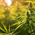Cronos Group Inc. (CRON): Among the Best Tobacco and Cigarette Stocks to Buy Now