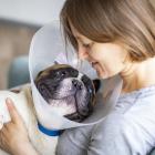 Pet Debt: Avoid going into debt over emergency vet bills